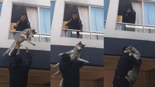 Policías logran rescatar a perro tras incendio en la CDMX