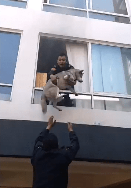 PolicÃ­as logran rescatar a perro de incendio en la CDMX
