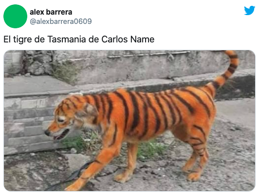 Tigre de Tasmania Carlos Name
