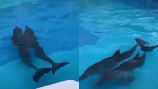 Trasladan delfines a alberca por huracÃ¡n Delta en Quintana Roo