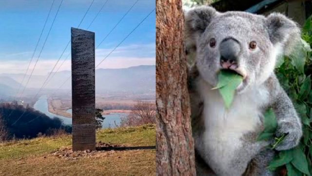 Meme del koala preocupado por el origen de monolitos y aliens