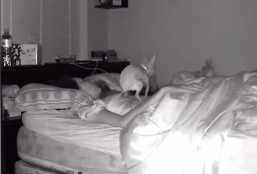 Perrito se hace popó sobre su dueña y se vuelve viral