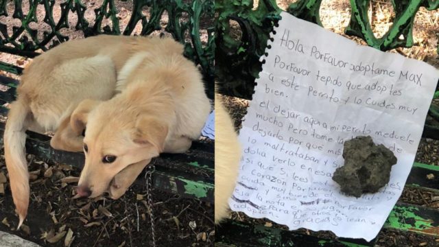 Abandonan a perro en banca de la CDMX