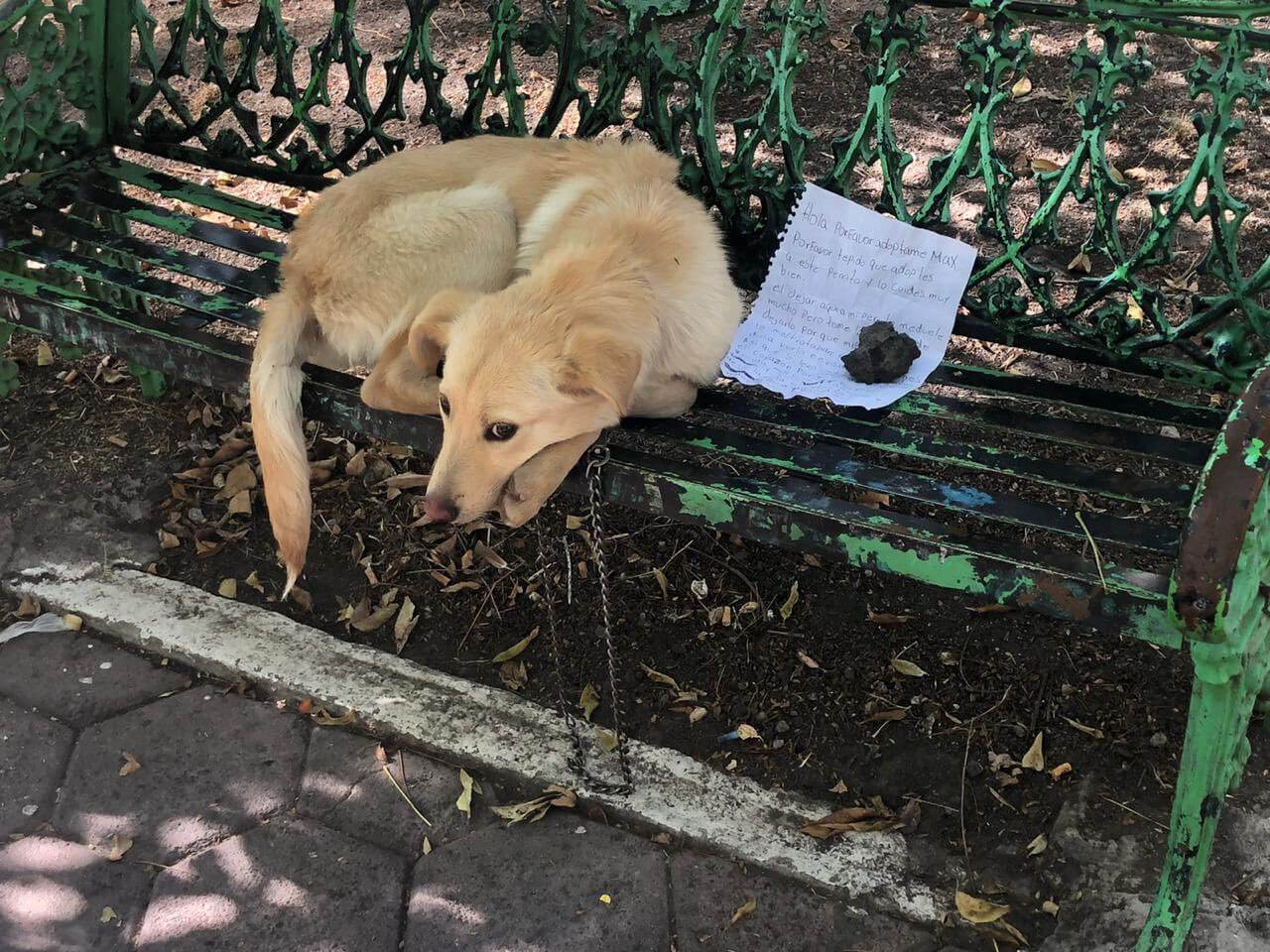 Max el perro fue abandonado en una banca y pide que lo adopten