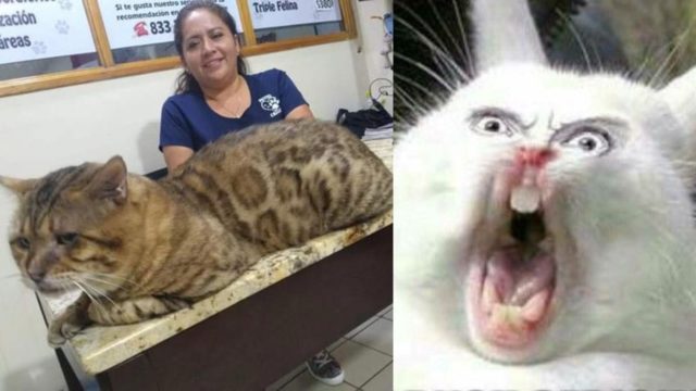 Gato Leopardo