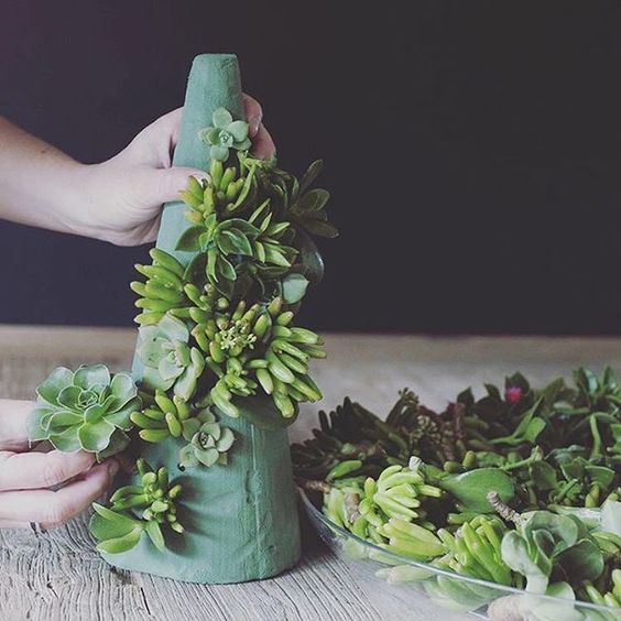 Cómo hacer una árbol de Navidad con suculentas 