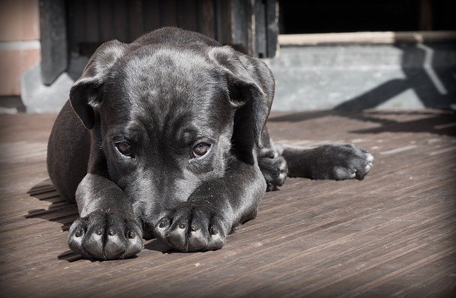 Culpó al perro del olor de sus pedos