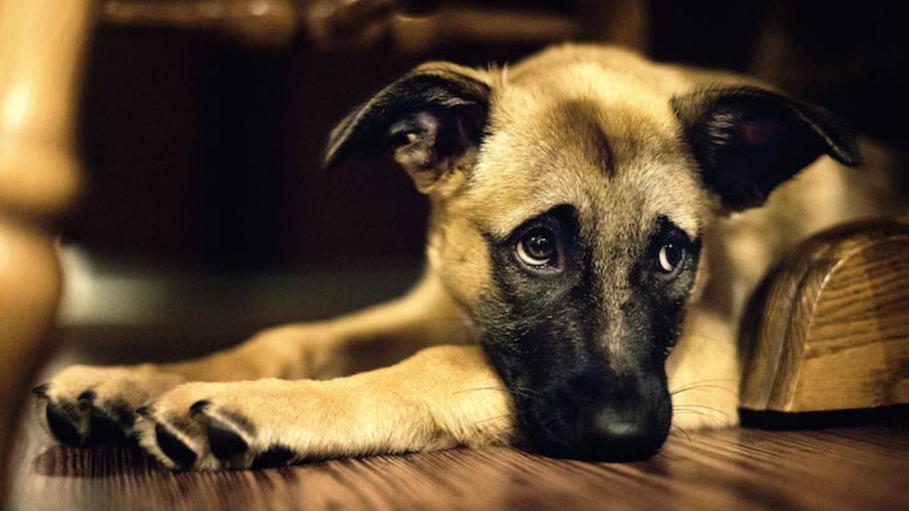 Culpó al perro del olor de sus pedos