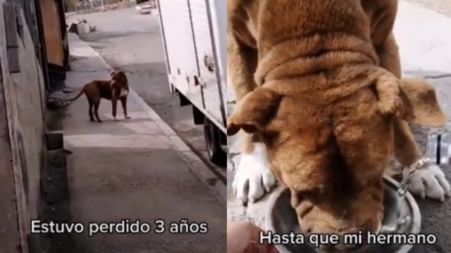 familia encuentra a su perrito pitbull