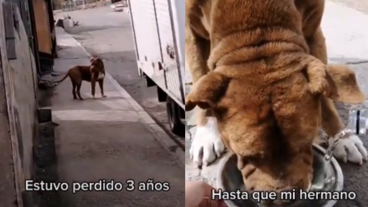 familia encuentra a su perrito pitbull