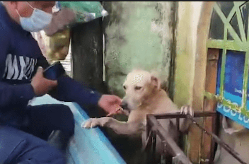 Marina adopta a perro que rescató de las inundaciones en Tabasco
