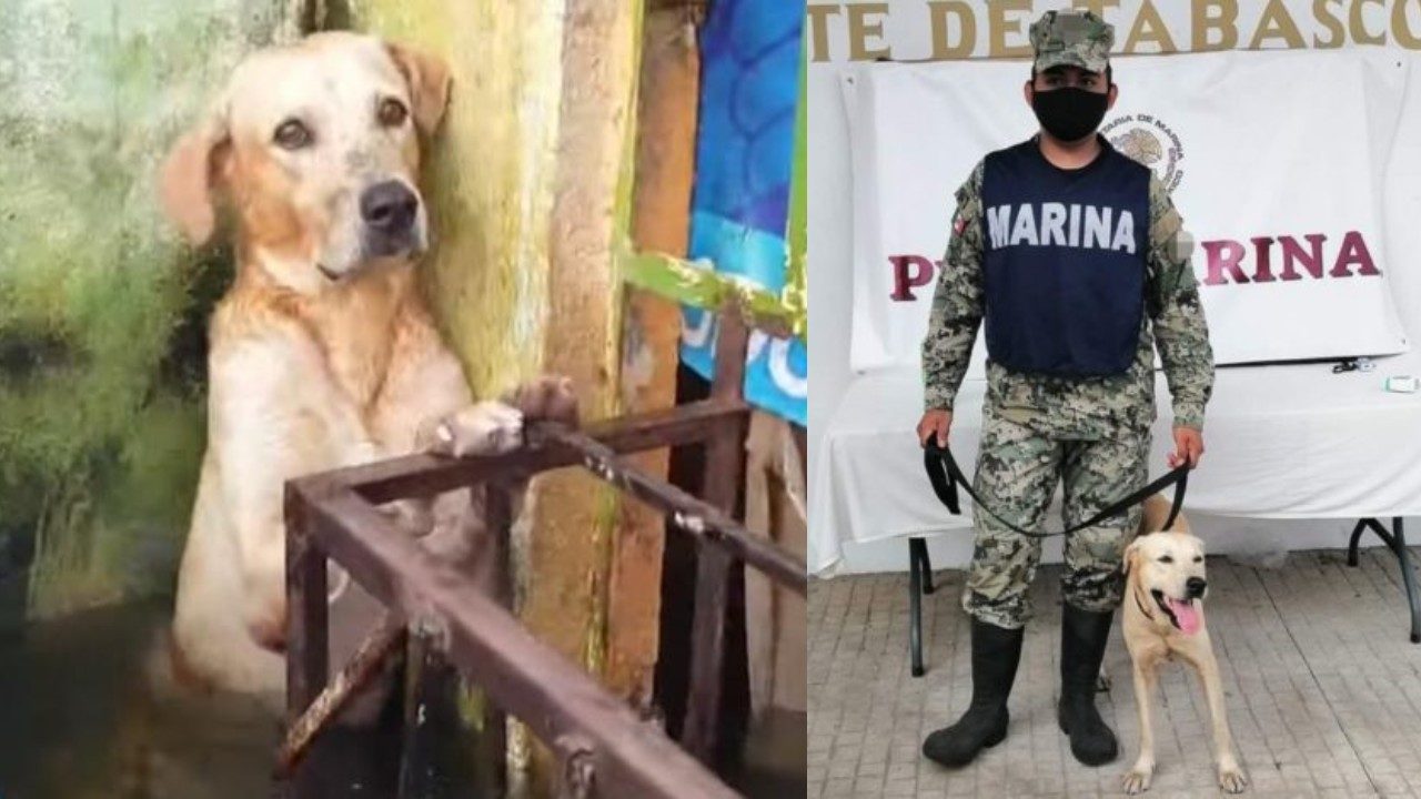 La Secretaría de Marina adoptó al perro que rescató en las inundaciones de Tabasco