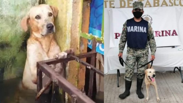 La Secretaría de Marina adoptó al perro que rescató en las inundaciones de Tabasco