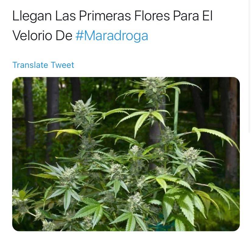 Flores de la muerte de Maradona