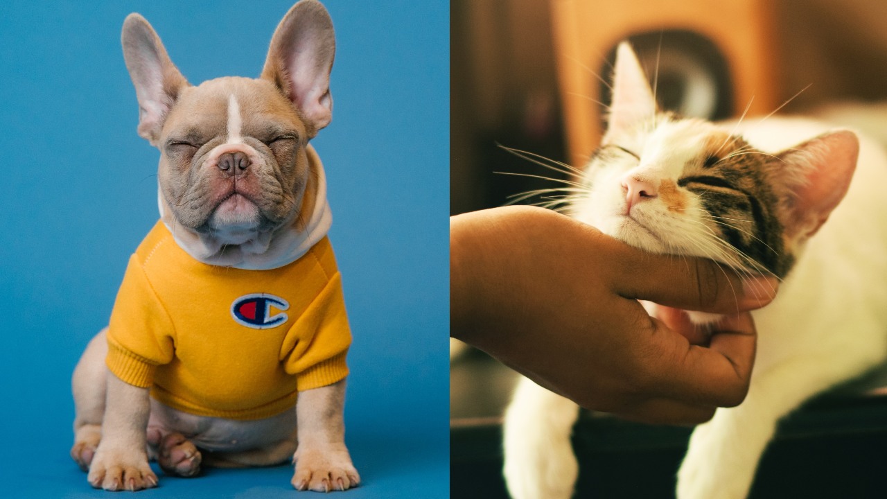 Perro y gato