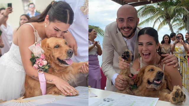 Pareja elige a su perrita como testigo en su boda y enternece al internet