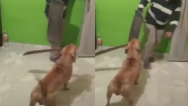 Perro con machete