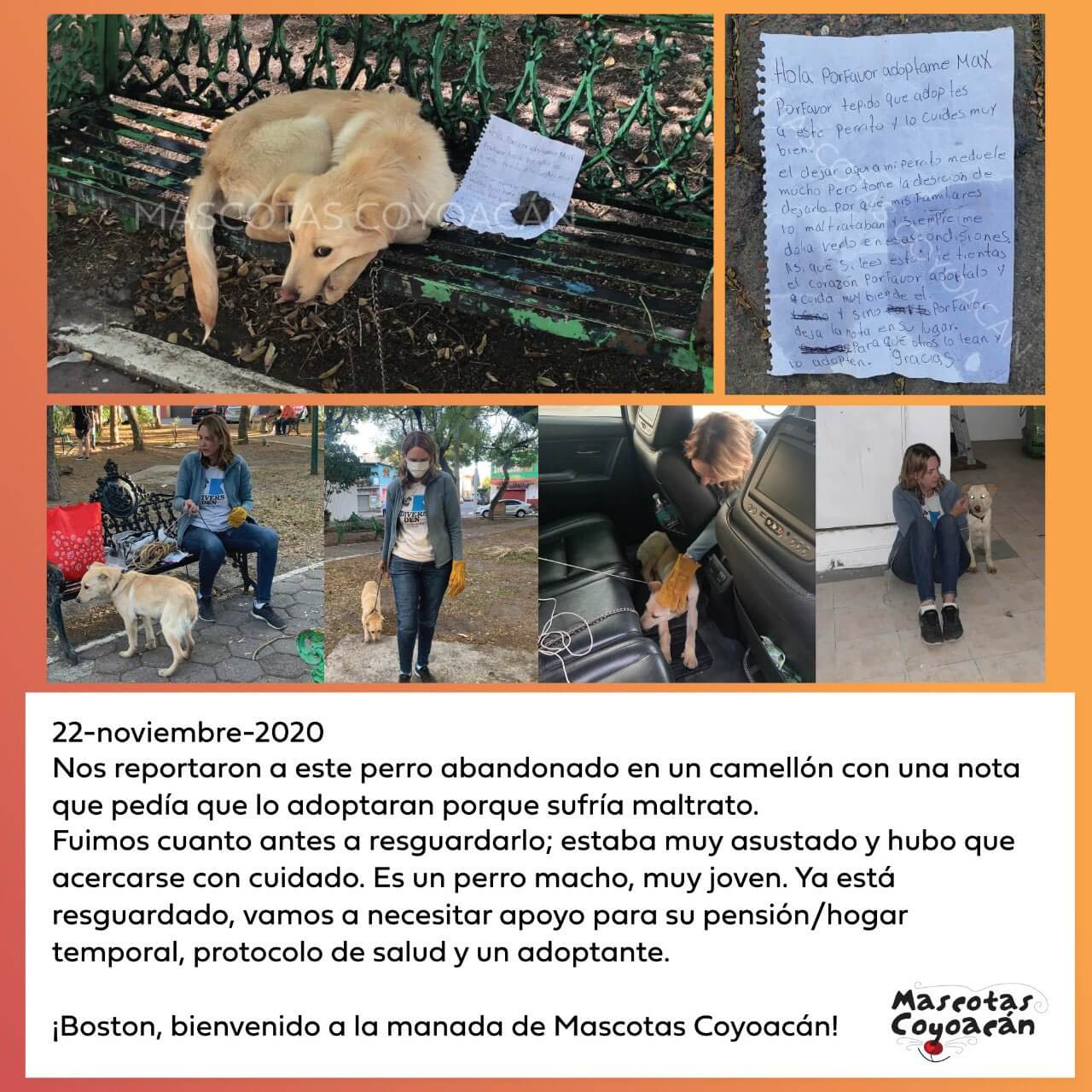 Abandonan al perro Max en banca de la CDMX porque sufría maltrato