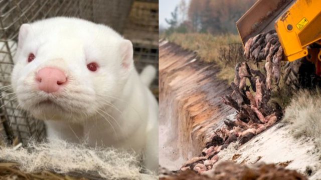 Visones de Dinamarca sacrificados están emergiendo de la Tierra