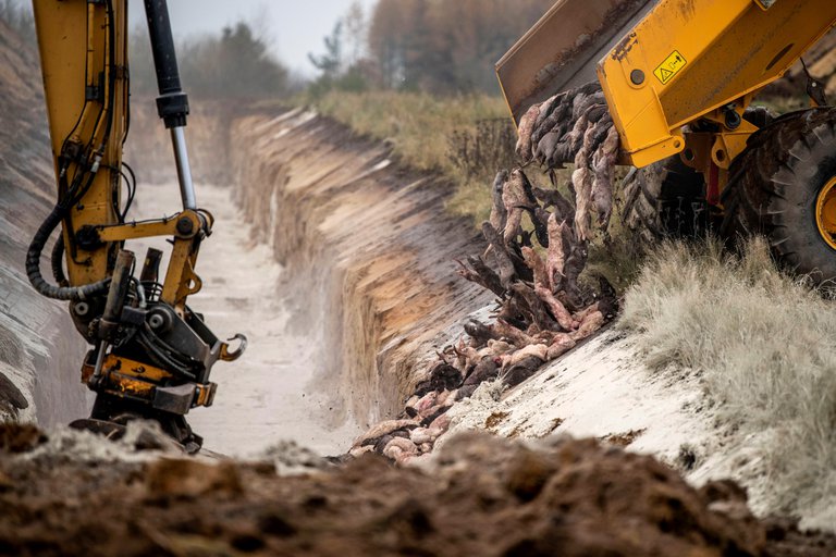 Están emergiendo de la tierra millones de visones sacrificados en dinamarca