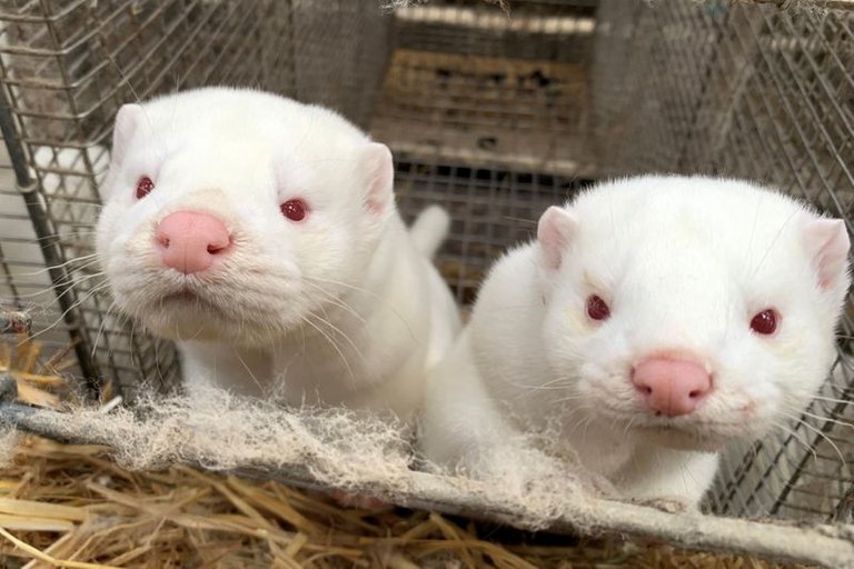 Millones de visones sacrificados en Dinamarca emergiendo de la Tierra
