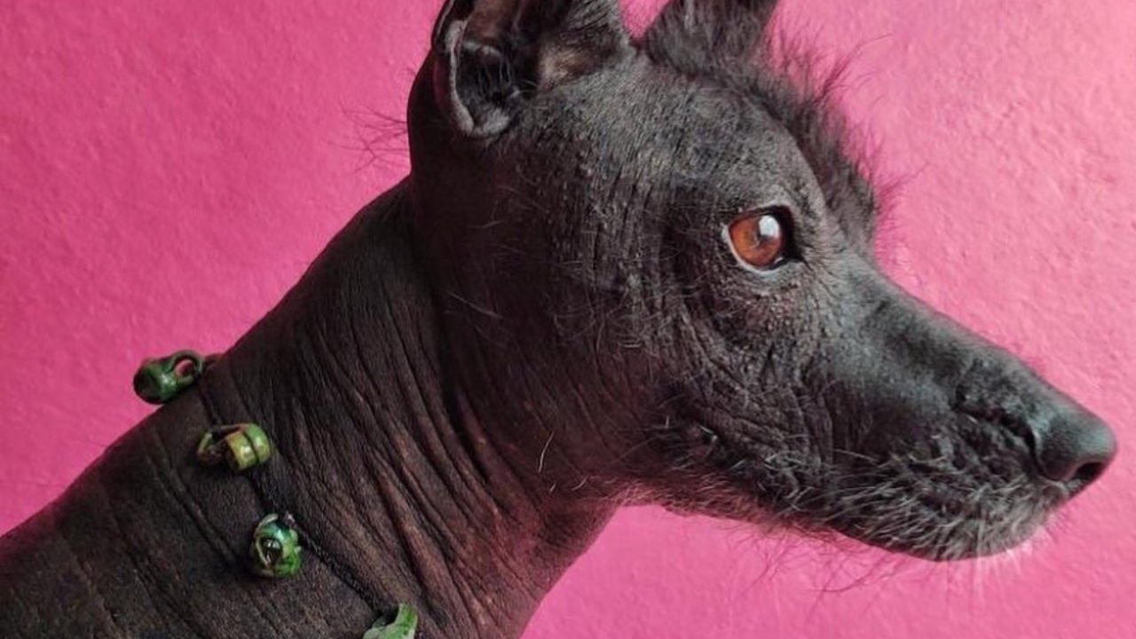 Senado aprueba que el xoloitzcuintle sea la Patrimonio Cultural de CDMX