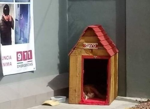 foto del perrito del oxxo y su casa