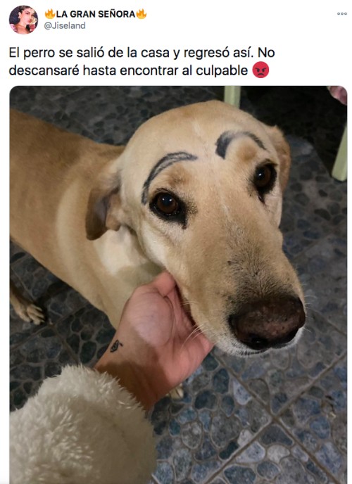 Foto perrito con las cejas pintadas en su casa