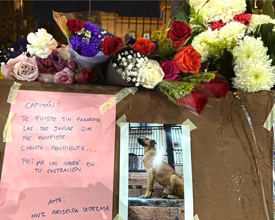 Muere Capitán, el perro más querido de Culiacán
