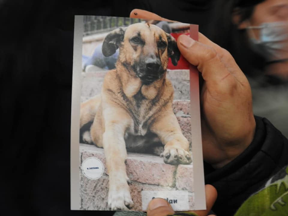Muere Capitán, el perro más querido de Culiacán