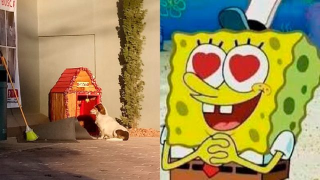 Perro migajón presume casa de oxxo en navidad