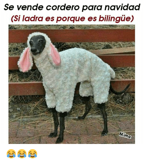 Meme perro corderito
