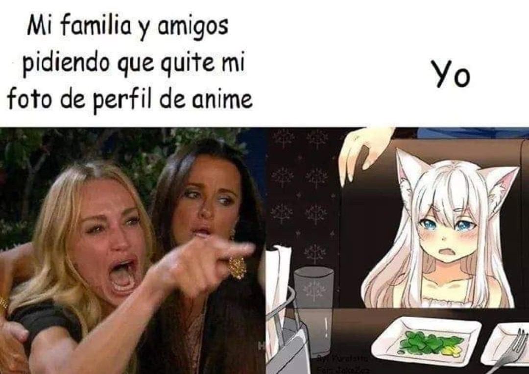 meme gato