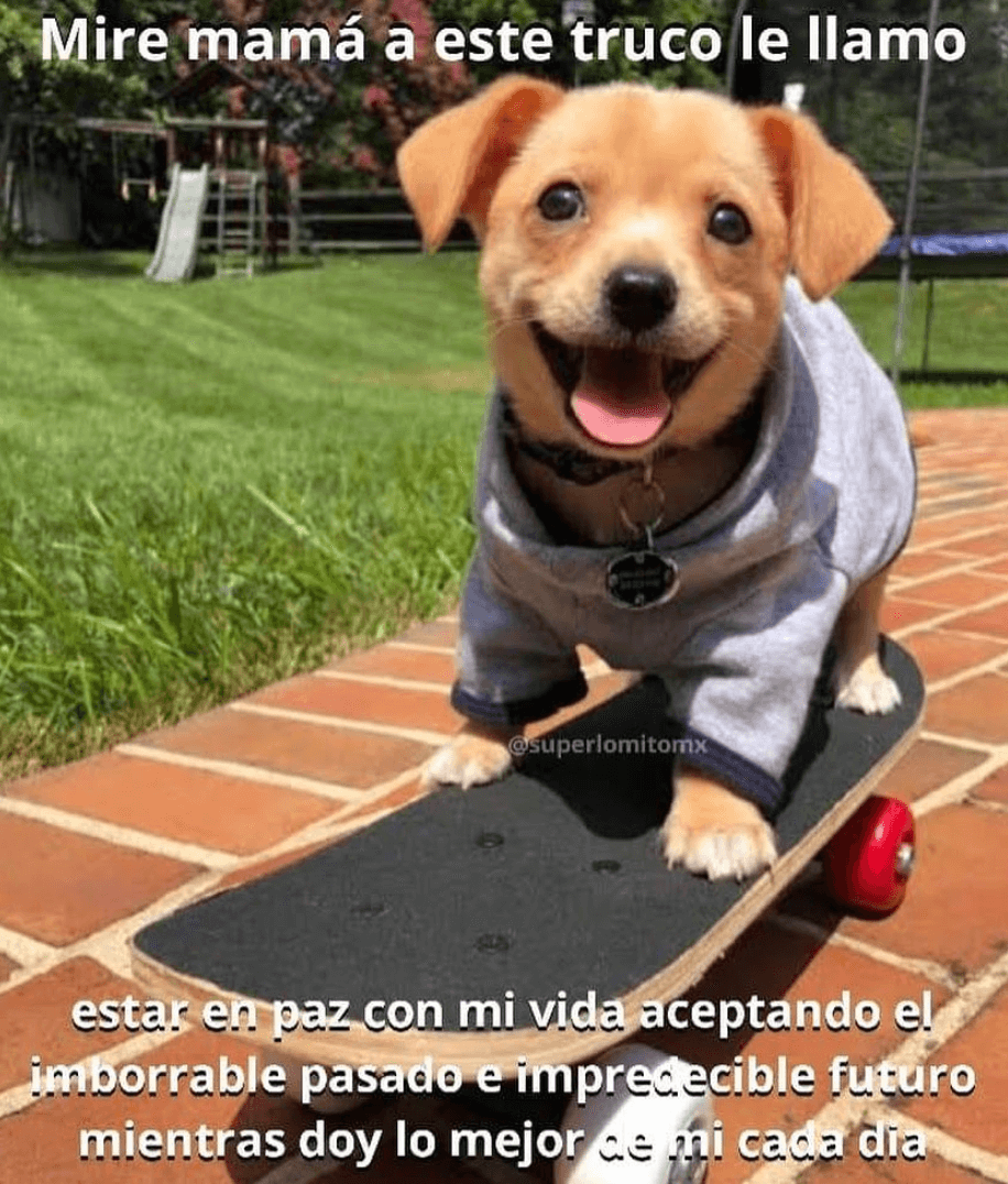 Meme del perrito en patineta