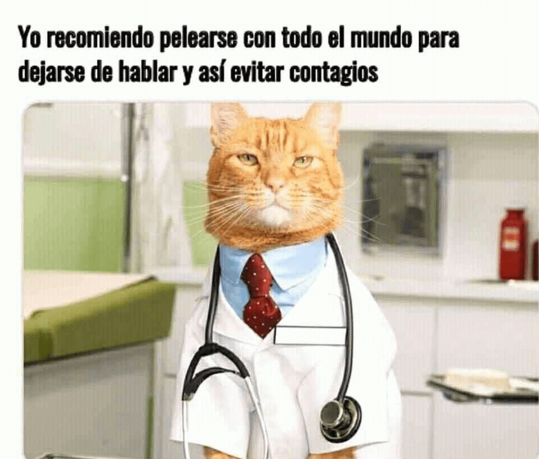 Meme del gato dando consejos