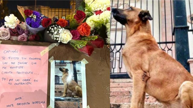 Capitán el famoso perro de Culiacán, Sinaloa