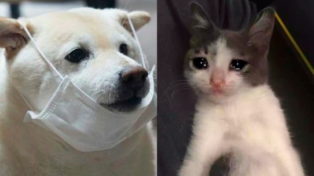 Perritos con cubrebocas y covid en méxico