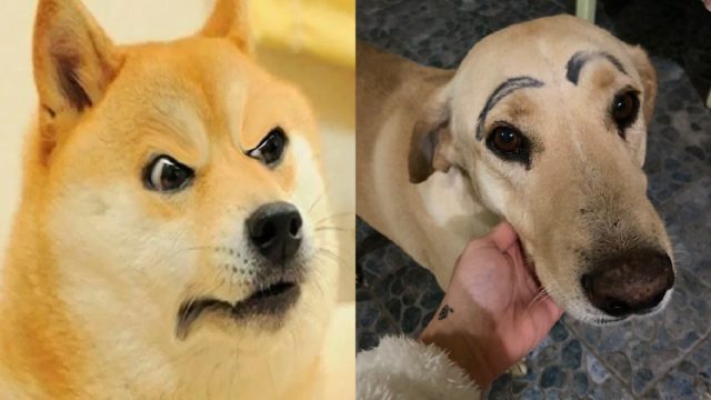 Perro con las cejas pintadas