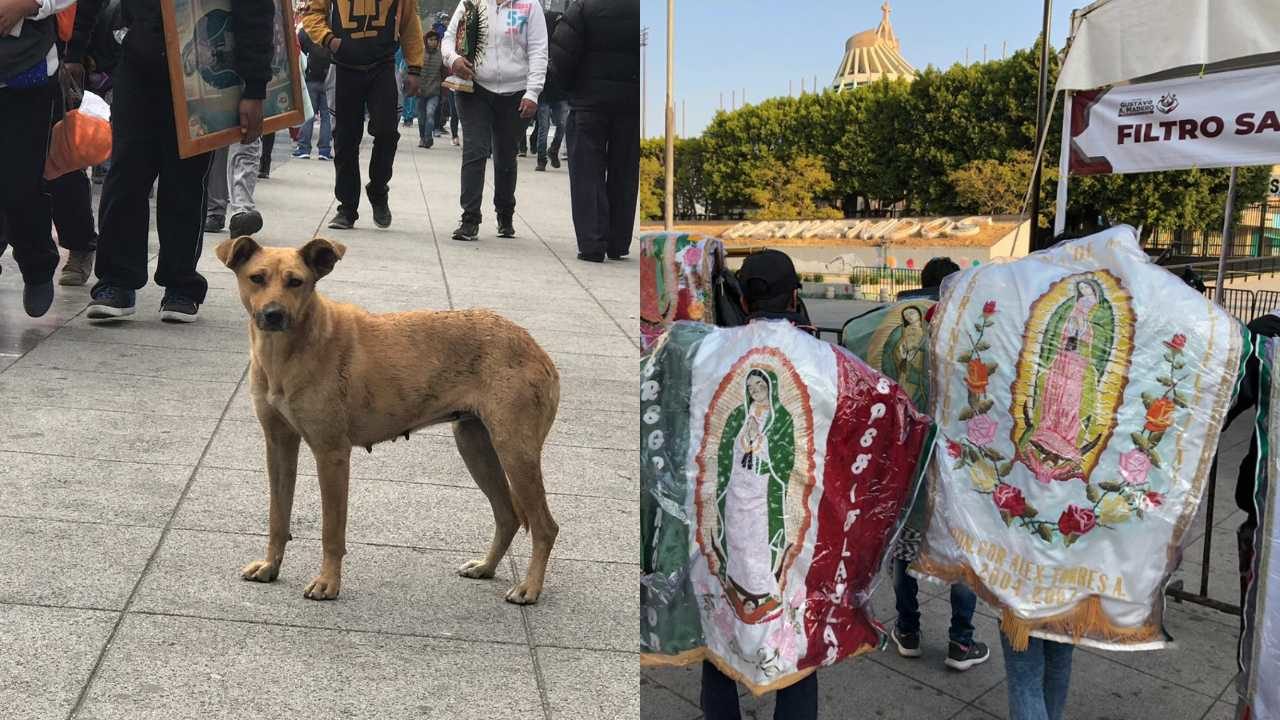 Perros abandonados en la Basílica de Guadalupe