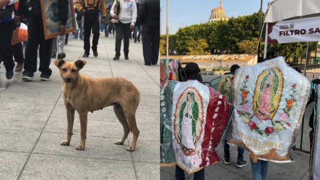 Perros abandonados en la Basílica de Guadalupe