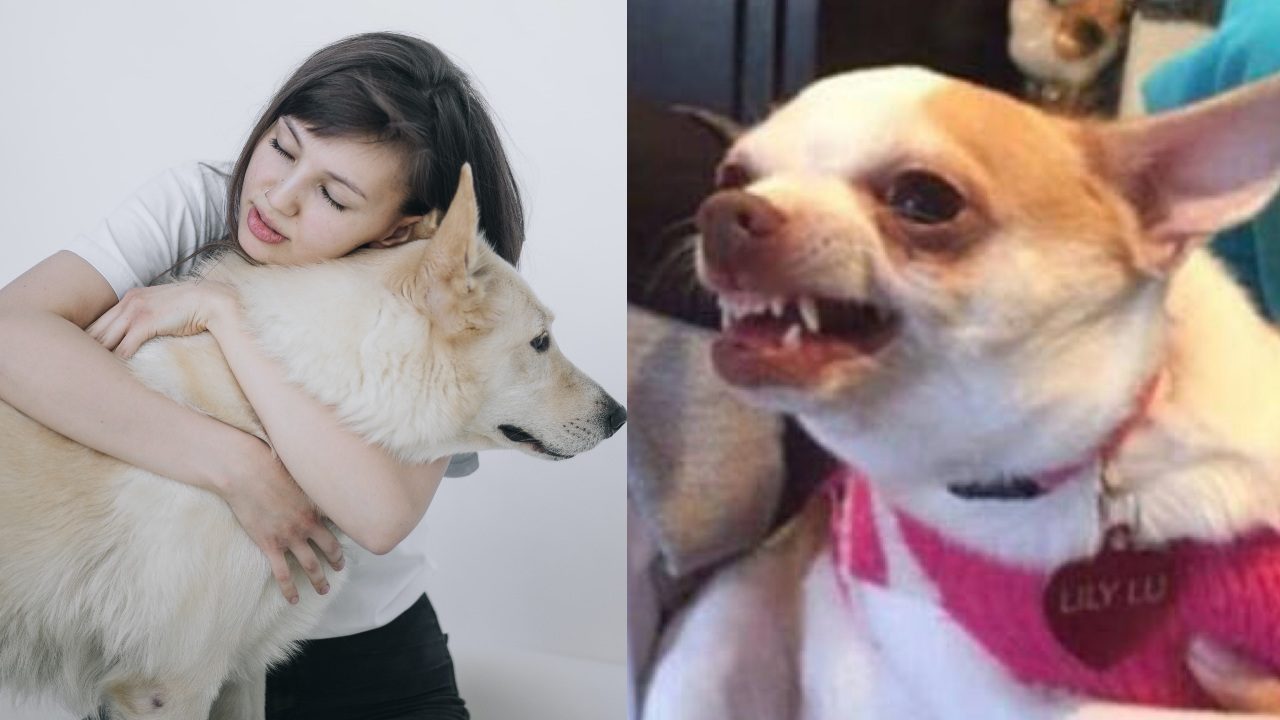 Perro enojado