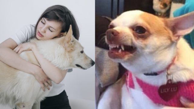 Perro enojado