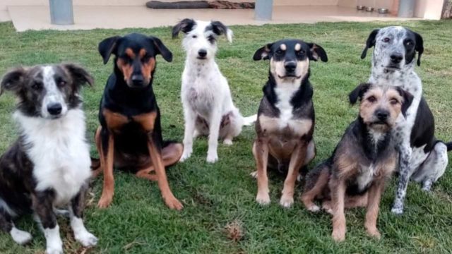 Perros en situación de calle en Puebla serán adoptados en Canadá