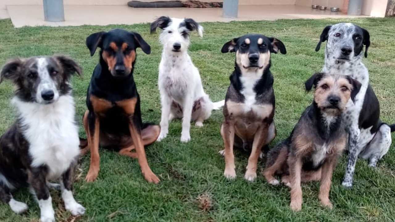 Perros en situación de calle en Puebla serán adoptados en Canadá