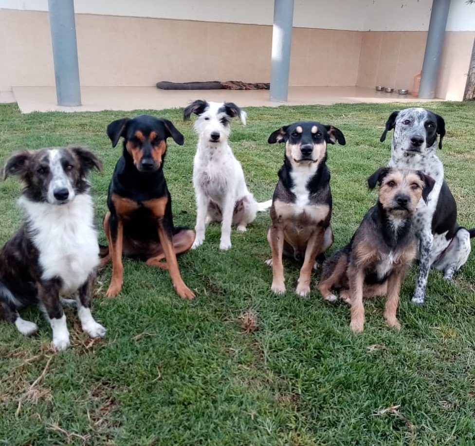 Perros de Puebla serán adoptados en hogares de Canadá