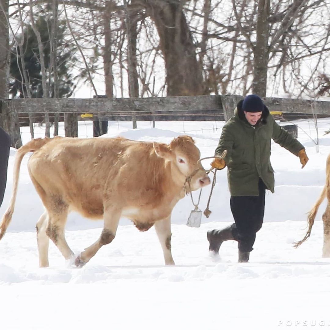 Robert Pattinson jugando con una vaca