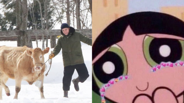 Robert Pattinson pasea una vaca y se convierte en tendencia