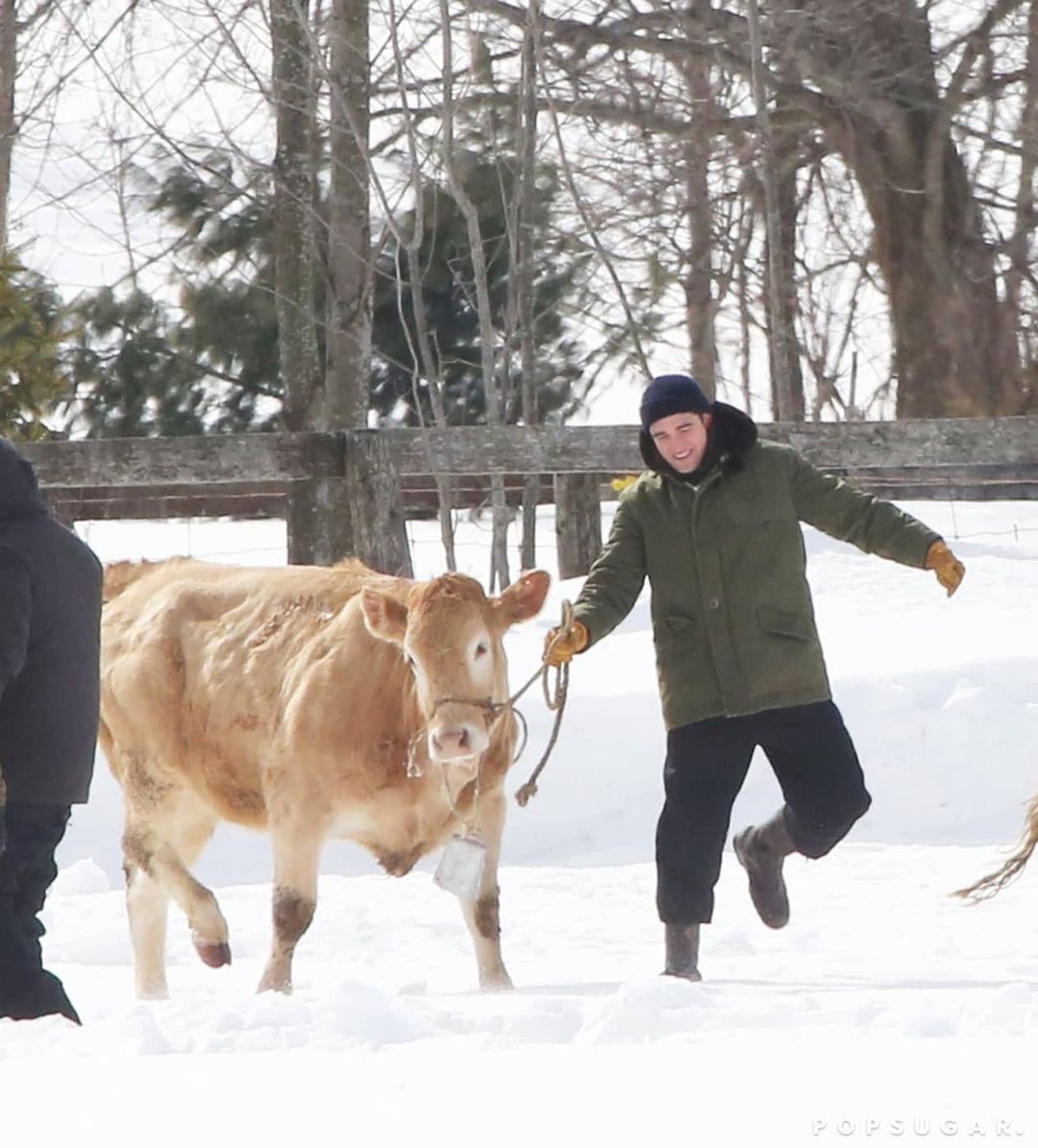 Robert Pattison paseando vaca
