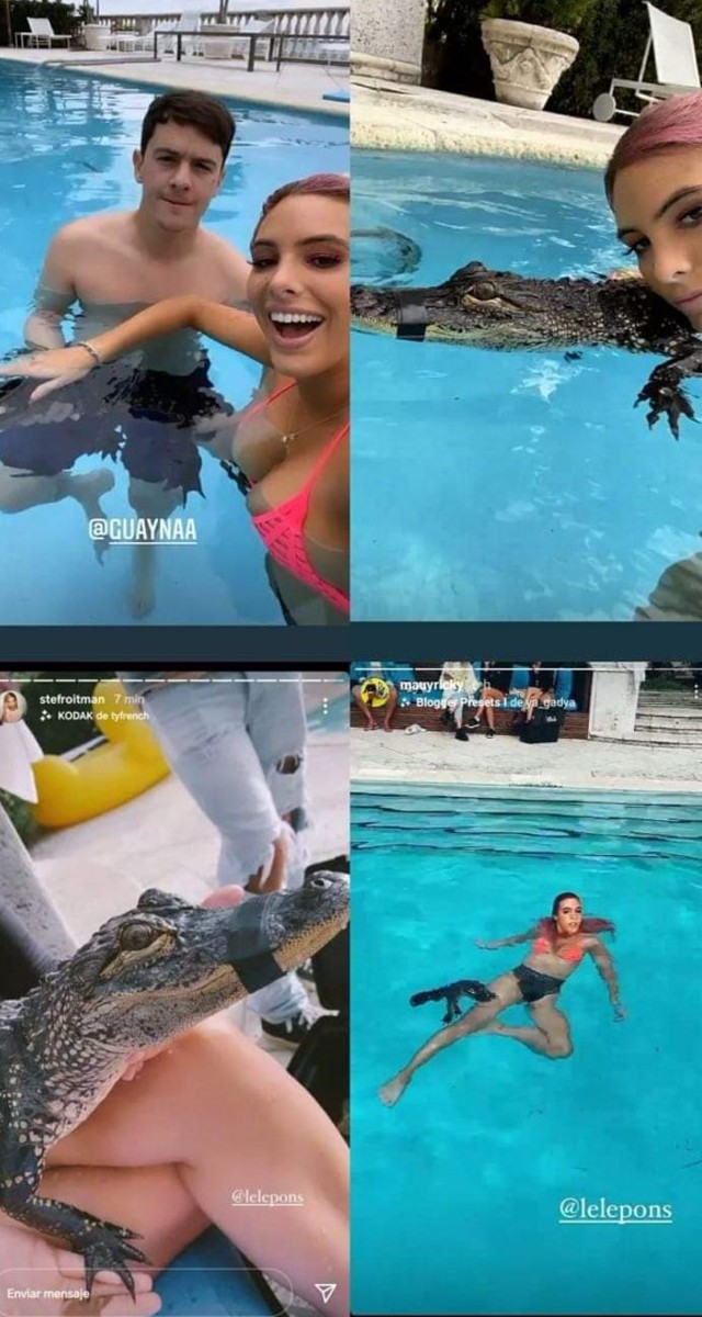 fotos lele pons caimán