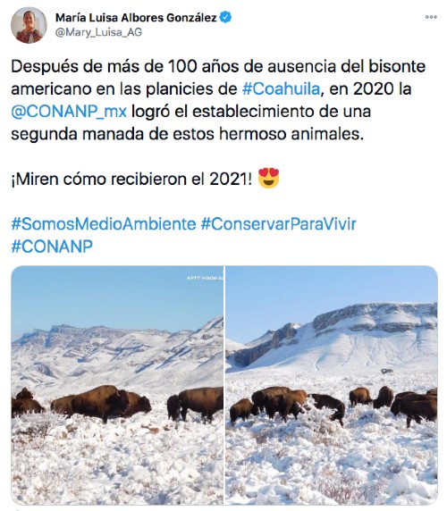 Tuit de los bisontes en Coahuila, México